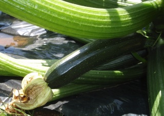 090608_zucchini.jpg