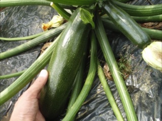 090613_zucchini.jpg