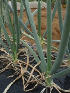 090912_Scallion.jpg