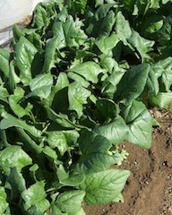 091115_spinach.jpg