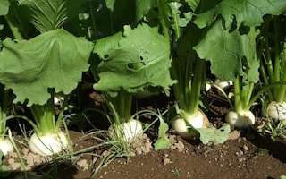 091115_turnip.jpg