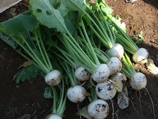 091115_turnip2.jpg