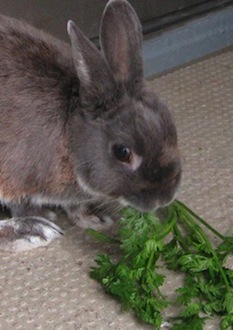 091119_rabbit.jpg