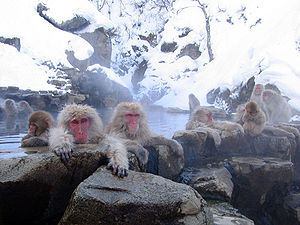 Jigokudani_hotspring_in_Nagano_Japan.jpg